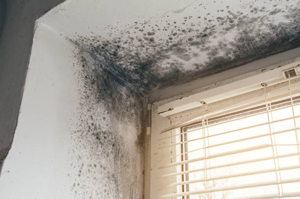 Affordable Black Mold Remediation solutions in Stony Creek, VA